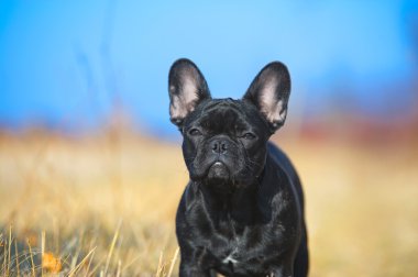 Fransız bulldog köpeği.