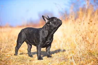 Fransız bulldog köpeği.
