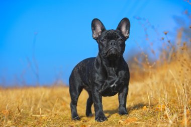 Fransız bulldog köpeği.