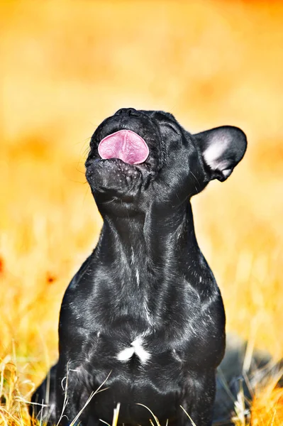 Franse bulldog puppy — Stockfoto