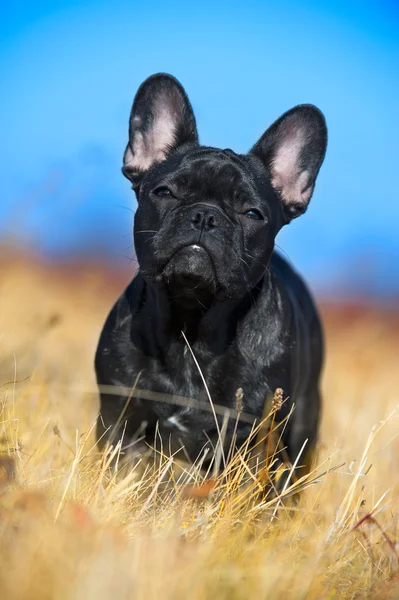 Fransk bulldogg valp — Stockfoto