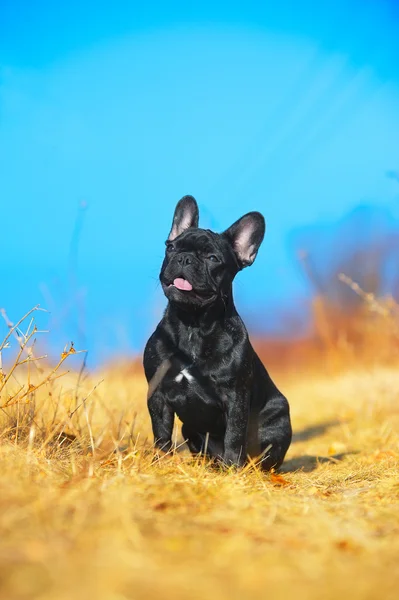 Bulldog francés cachorro — Foto de Stock