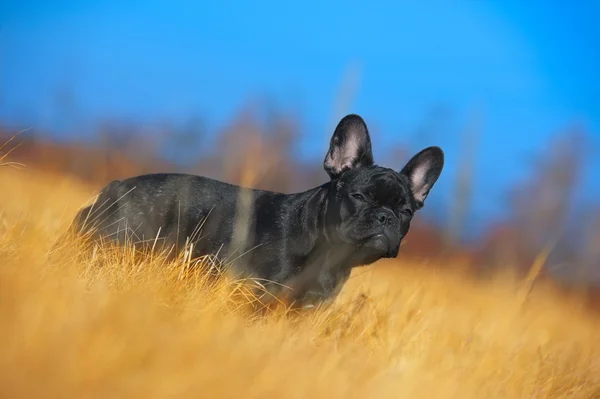 Chiot bulldog français — Photo