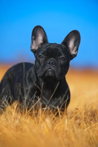 Fransız bulldog köpeği. — Stok fotoğraf