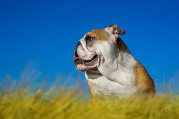 Angol bulldog kiskutya — Stock Fotó
