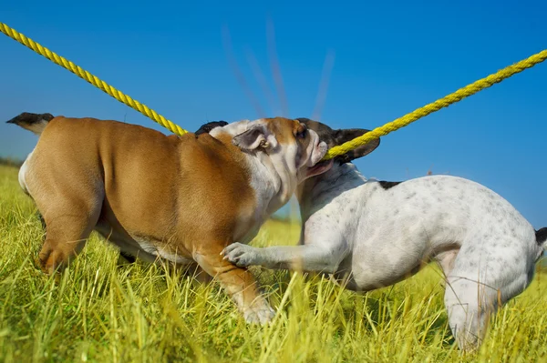 Gyönyörű angol bulldog, és játszani a francia bulldog — Stock Fotó