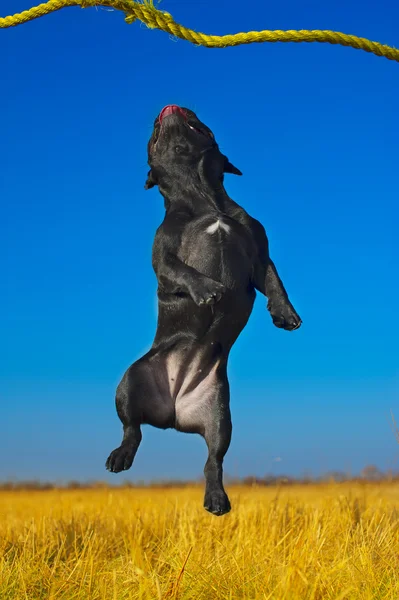Bulldog francés cachorro — Foto de Stock