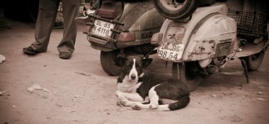 Black and white dog on Delhi street clipart