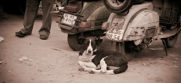 Cão preto e branco na rua Delhi Fotos De Bancos De Imagens