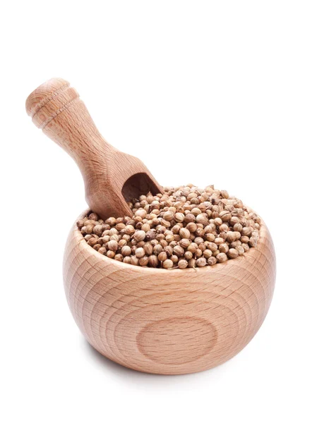 Cuillère en bois dans un bol rempli de graines de coriandre, isolés sur blanc — Photo