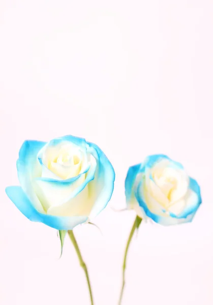 En gjeng med blå roser – stockfoto