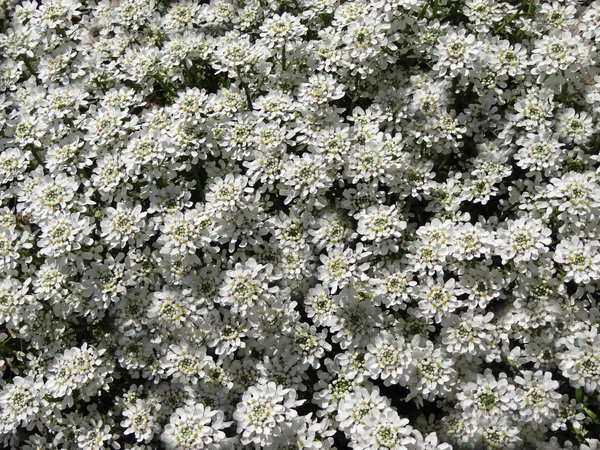 stock image Iberis Sempervirens