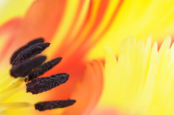 stock image Tulip stamen.