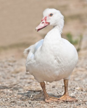 Beyaz ördek