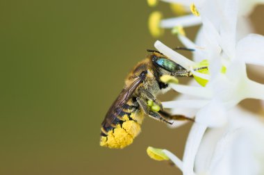 bir arının makro fotoğrafı