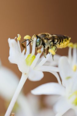 bir arının makro fotoğrafı