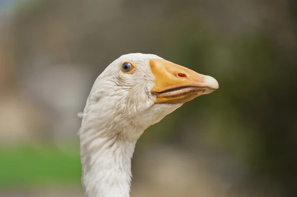 stock image White goose