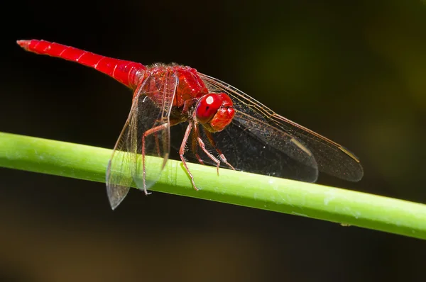 Kırmızı yusufçuk — Stok fotoğraf