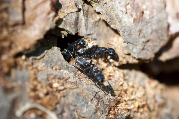 European black ants — Stock Photo, Image