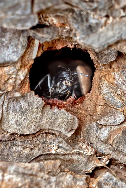 Formigas negras europeias — Fotografia de Stock