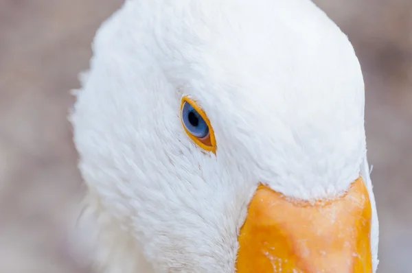 Oca bianca — Foto Stock