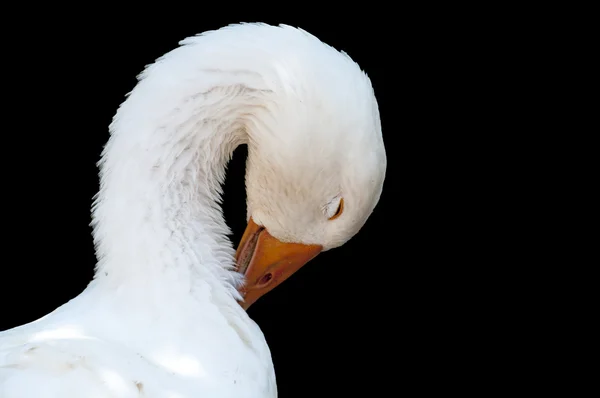 White goose, isolated — Stock Photo, Image