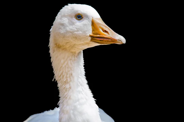 Oca bianca, isolata — Foto Stock