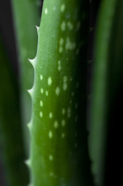 Aloe vera — Stock fotografie