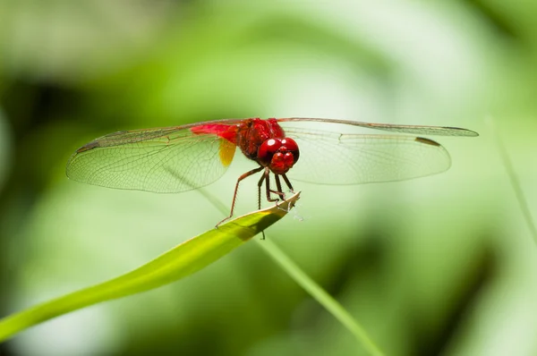 Κόκκινο dragonfly Royalty Free Φωτογραφίες Αρχείου