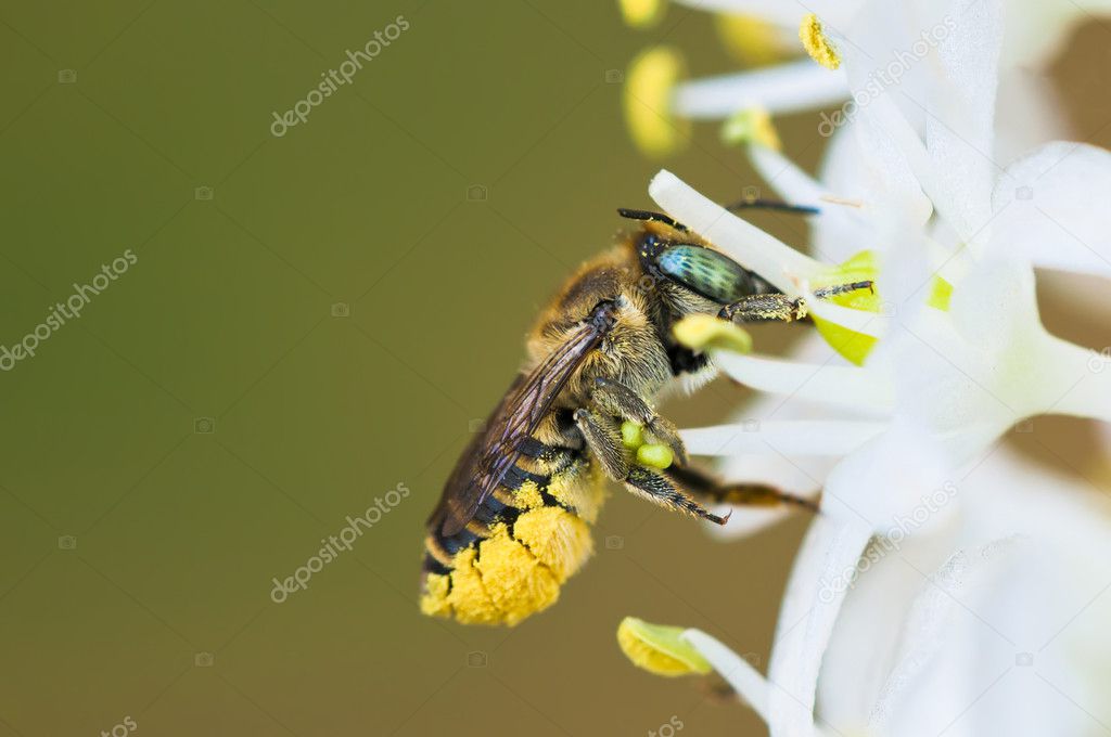 Macro photo of a Bee