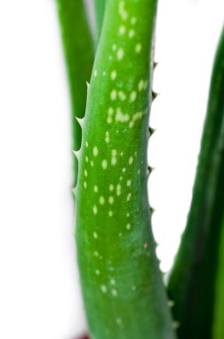 aloe yaprak