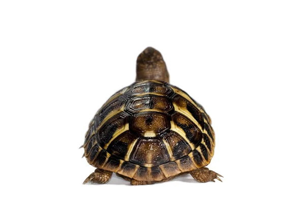 Young tortoise — Stock Photo, Image