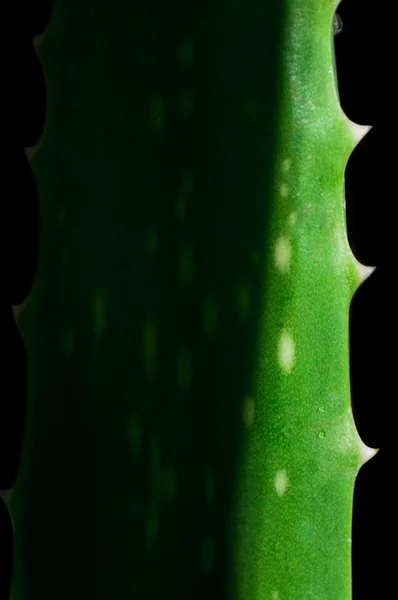 stock image Leaf of aloe