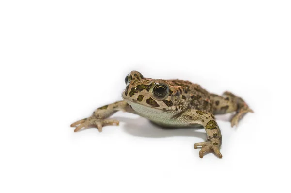 Frog on white — Stock Photo, Image