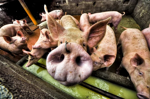 Счастливые свиньи Стоковое Изображение