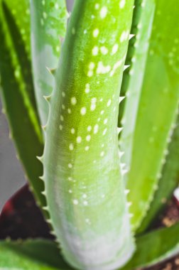 aloe yaprak