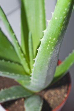 aloe yaprak