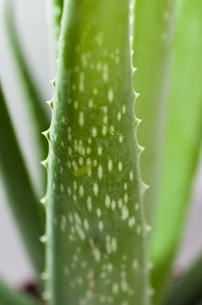 Blatt der Aloe — Stockfoto