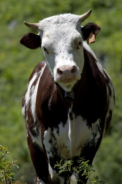 Italská kráva — Stock fotografie
