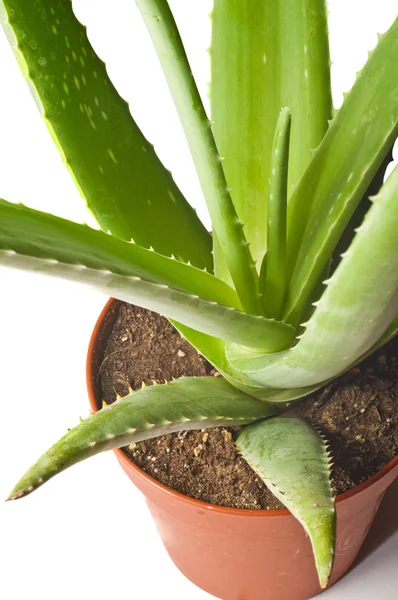 Aloe yaprak — Stok fotoğraf