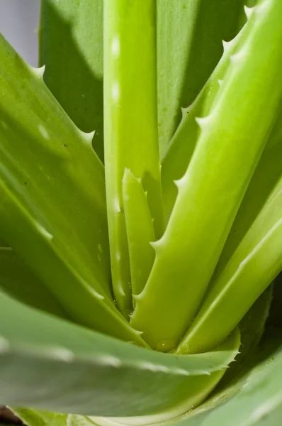 Aloe yaprak — Stok fotoğraf