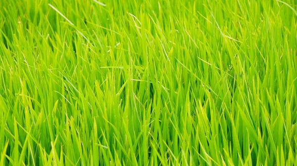 Stock image Green grass background texture straight