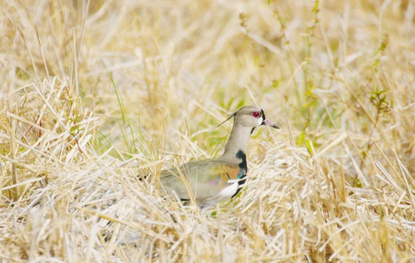 Foto av en södra tofsvipa fågel (vanellus chilensis) — Stockfoto