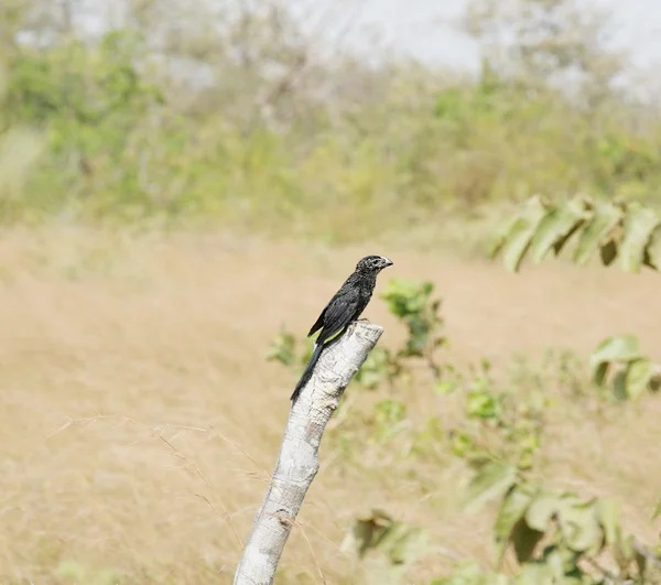 Ani de bico liso (Crotophaga ani) empoleirado em um ramo — Fotografia de Stock