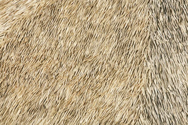 stock image Thatch background