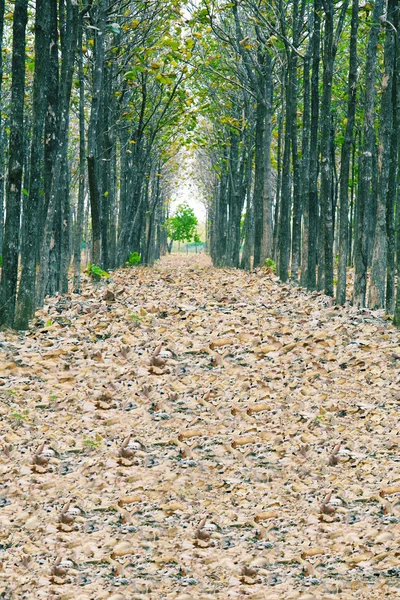 Vista de folhas secas caídas, um caminho reto perfeito ao longo do e — Fotografia de Stock