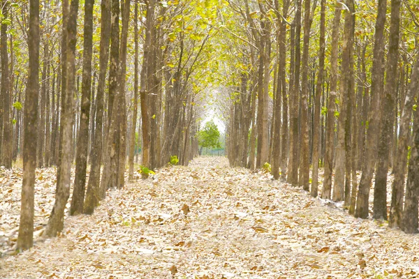 通路在充分干燥落叶的森林中。道路被 — 图库照片
