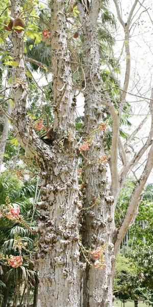 stock image Cannonball tree (Couroupita guianensis)