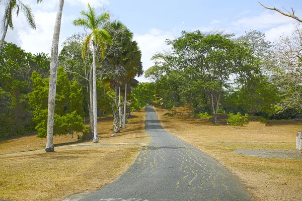 Kolorowe drzewa przy drodze w Panamie jesienne w czasie — Zdjęcie stockowe
