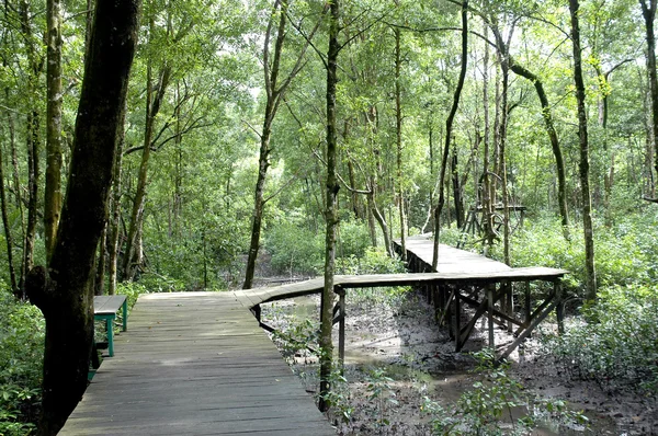 Mangrove bevarande skogsområde — Stockfoto